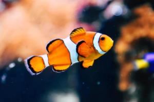 纪录片，巴西世界杯的独特视角巴西世界杯纪录片